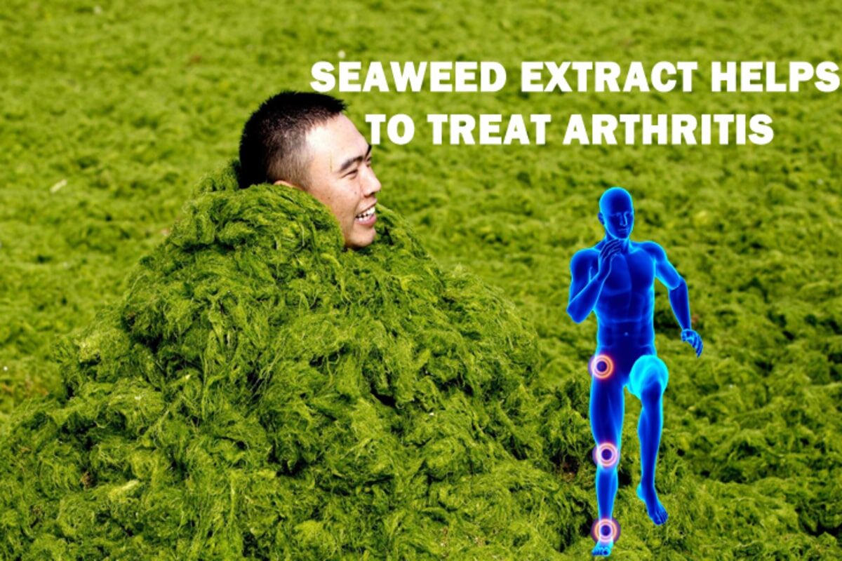 Seaweed Extract helps to treat arthritis